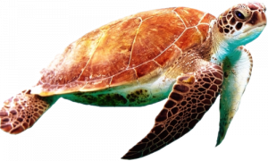 Sea Turtle